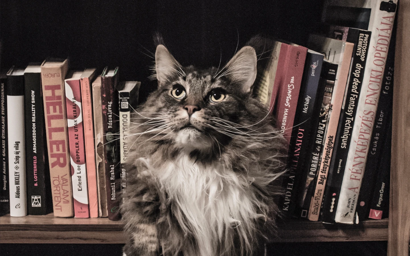 Grey and White Cat Resting on a Bookshelf Surrounded by Books